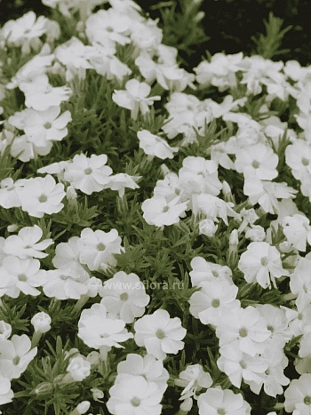 Флокс дугласа Admiral White