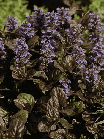 Живучка ползучая Braun Herz