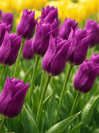 Тюльпан Purple Dream