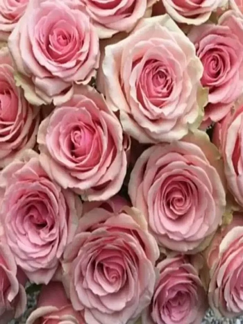 Роза чайно-гибридная Geraldine