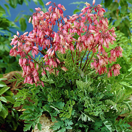 Дицентра красивая Бэкхенел