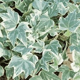 Плющ обыкновенный White Ripple