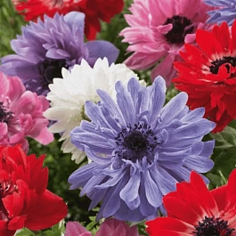 Анемона Double St. Brigid Mixed