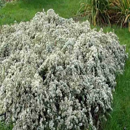 Астра вересковая