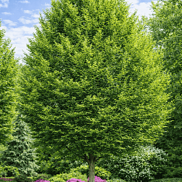 Граб обыкновенный