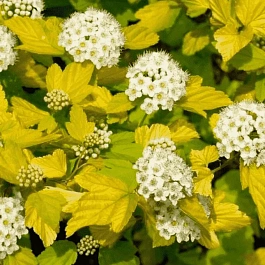 Пузыреплодник калинолистный Darts Gold