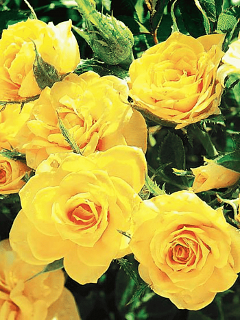 Роза чайно-гибридная Goldstar