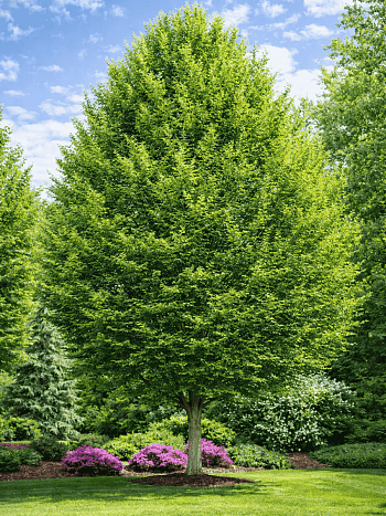 Граб обыкновенный