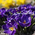 Крокус Ботанический Negro Boy