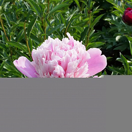 Пион травянистый Сюзетт