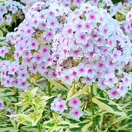 Флокс метельчатый Darwin's Joyce