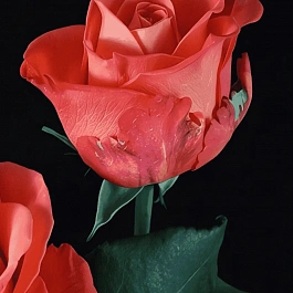 Роза чайно-гибридная Orange crush