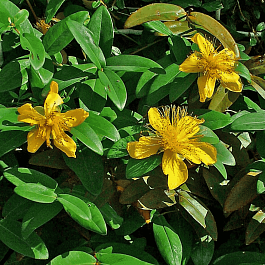 Зверобой чашечковидный