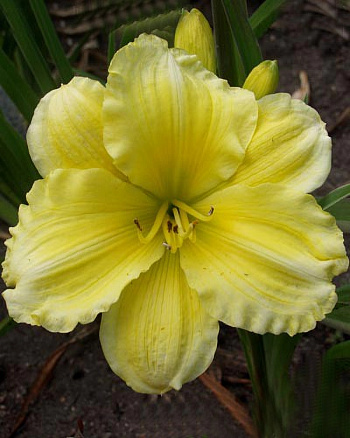 Лилейник гибридный Гел Скаут