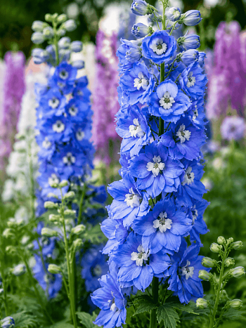 Дельфиниум  культурный M. F. Sky Blue White Bee