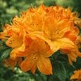 Азалия крупноцветковая Arneson Gem
