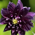 Аквилегия обыкновенная Barlow Black