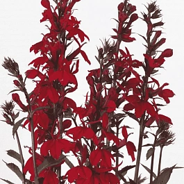 Лобелия прекрасная Starship Scarlet Bronze Leaved
