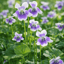 Виола ежевичная