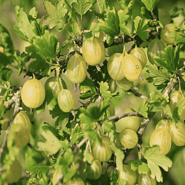 Крыжовник обыкновенный Resistenta