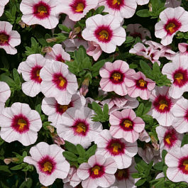 Калибрахоа Neo Pink+Red Eye