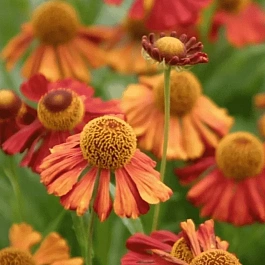 Гелениум Moerheim Beauty