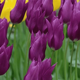 Тюльпан Purple Dream