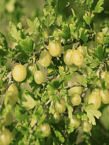 Крыжовник обыкновенный Resistenta