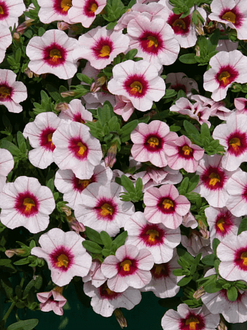 Калибрахоа Neo Pink+Red Eye