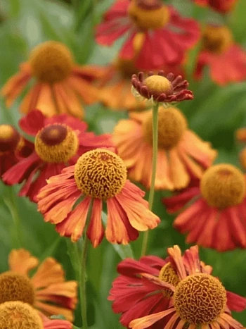 Гелениум Moerheim Beauty