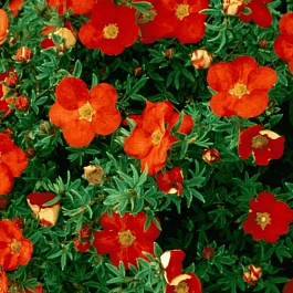 Лапчатка кустарниковая Marian Red Robin