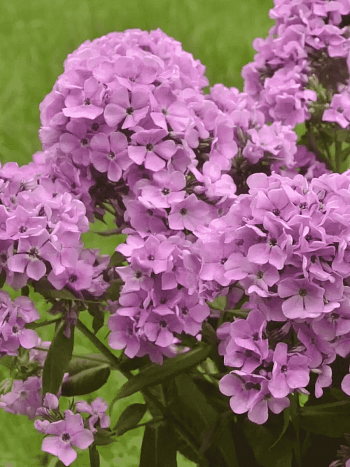 Флокс метельчатый Zenobia