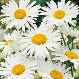 Нивяник наибольший Аляска