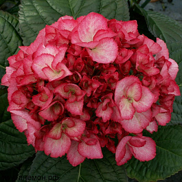 Гортензия крупнолистовая Сальса