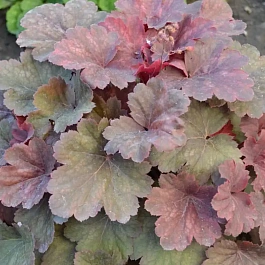 Гейхера Linda