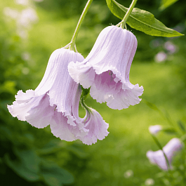 Клематис Crispa Angel