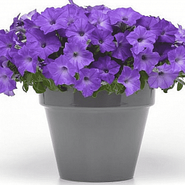 Петуния (сурфиния) Easy Wave Lavender Sky Blue