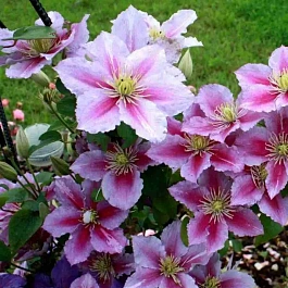 Клематис гибридный Piilu