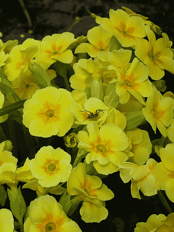 Примула весенняя Pure Yellow