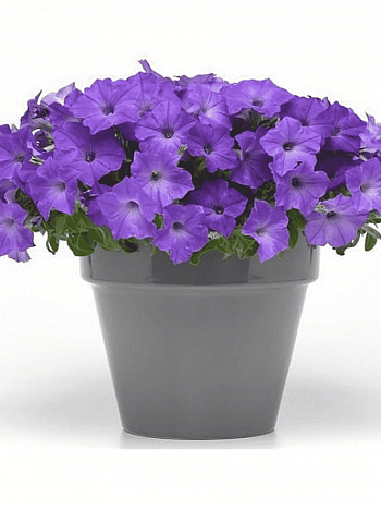 Петуния (сурфиния) Easy Wave Lavender Sky Blue