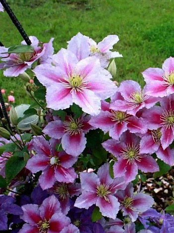 Клематис гибридный Piilu