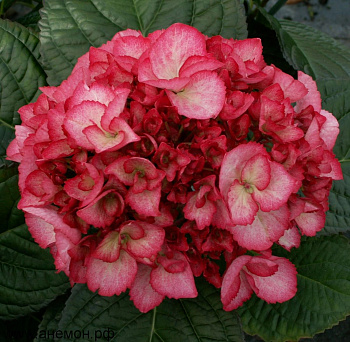 Гортензия крупнолистовая Сальса Гортензия крупнолистовая Сальса