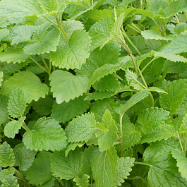 Мята овощная Ворожея