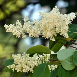 Сирень амурская