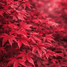 Клен веерный Deshojo