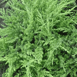 Можжевельник прибрежный Schlager