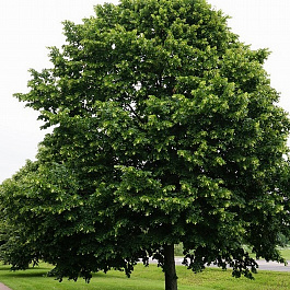 Липа крупнолистная Липа крупнолистная