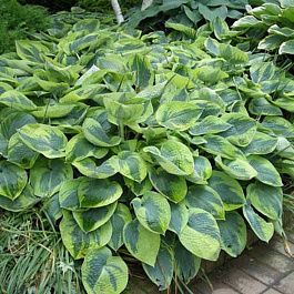 Хоста гибридная Токудама Флавоцирциналис НАБОР 2ШТ (1+1)