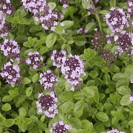 Тимьян блошницевидный