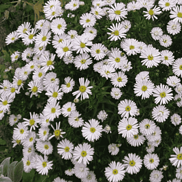 Астра кустарниковая Apollo